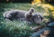 Videos of cute cats playing on the grass went viral