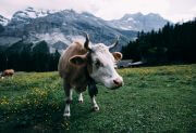 This farm uses a natural concept to care for cows