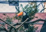 Bird lovers will surely be fascinated by the beauty of this bird