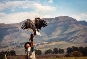 Maintaining a white eagle is not as easy as you think