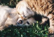 Cats and dogs can actually be best friends if cared for together